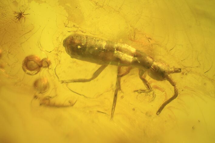 Fossil Springtail (Collembola) In Baltic Amber #38899